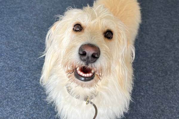 Lucy (Bürohündin bei Care Rockets)